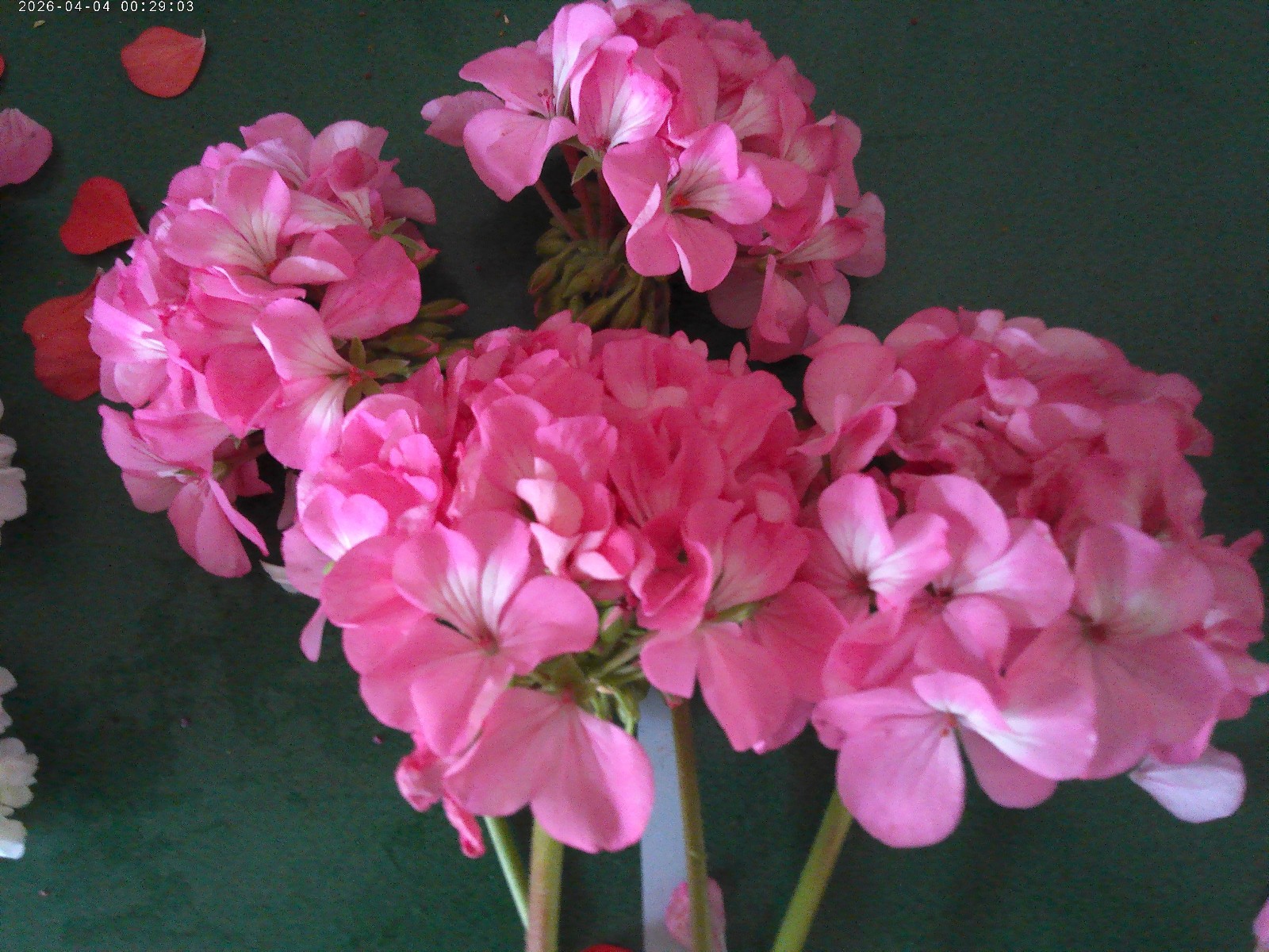 GERANIUM LIVE Plants 5″ Cuttings 2 each cuttings white, red, orange pink 8 total