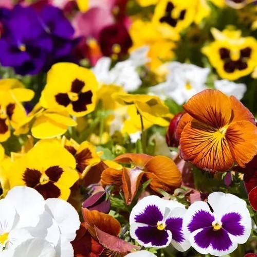 Pansy Swiss Giants Mixed Colors Seeds Organic, Non-GMO Viola Wittrockiana Roggli