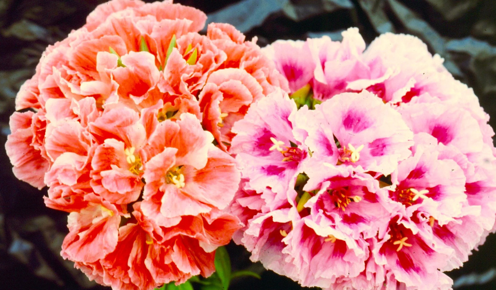 Orange Glory Godetia Seeds – For 2025 Planting Clarkia Azalea Double Flowering