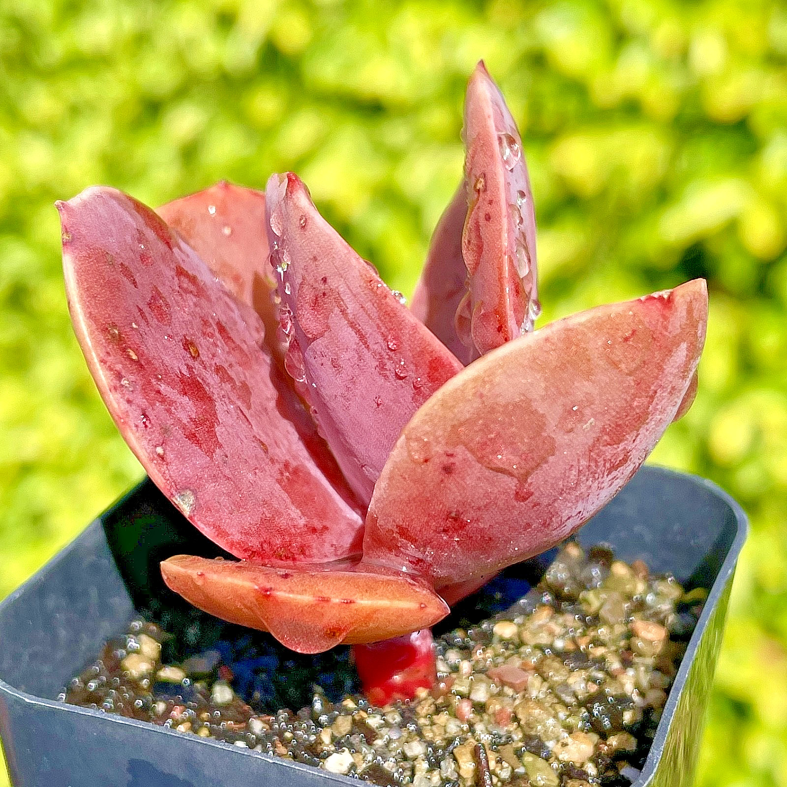 Rare Imported Burgundy Red Pink Paddle Succulent Rooted Live Plant 2.5-3″