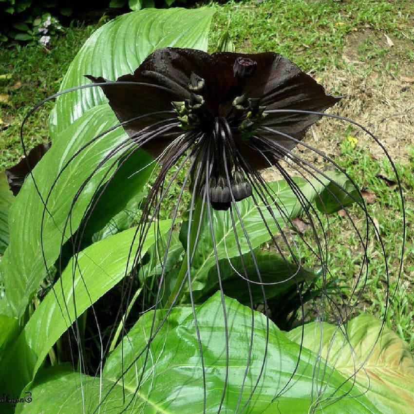 Black Bat Orchid Flower Seeds (Tacca chantrieri) RARE Tropical Garden Houseplant