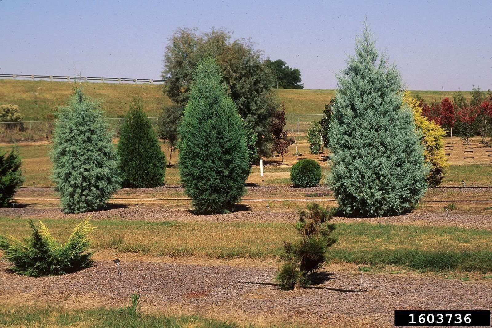 Arizona Blue Ice Cypress | 1 Gallon | Cupressus arizonica | Low Maintenance