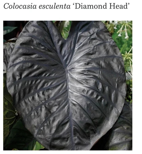 Diamond Head- Colocasia esculenta- Elephant Ear – SMALL ROOTED STARTER Plant