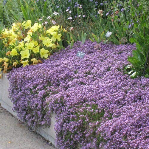 UtopiaSeeds Creeping Thyme Seeds – Thymus Serpyllum – Landscaping Ground Cove…