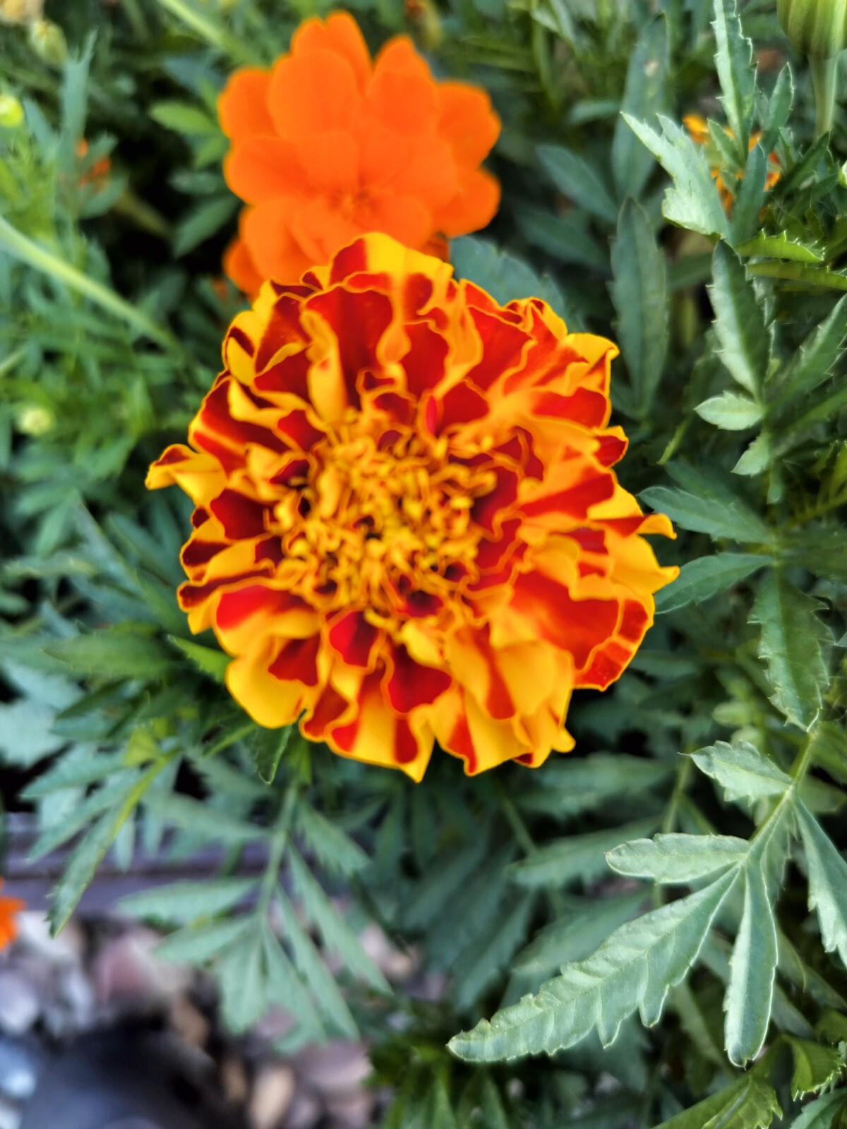 100+ seeds of French Marigold Mix Dwarf Sparky , 2024 harvested Non-GMO