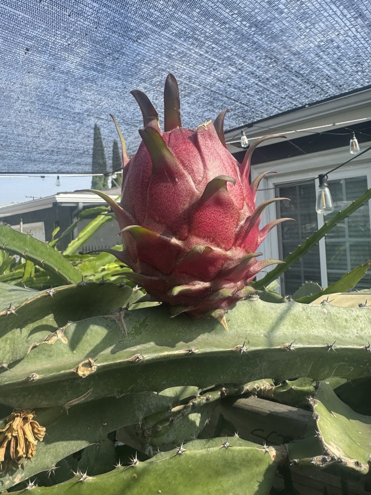 Sweet, White Dragon Fruit Cutting self pollination 8 to 12 inches ￼