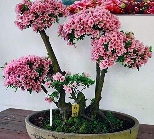 10 Japanese Cherry Blossom Bonsai Seeds – Flowering Sakura Bonsai Seeds