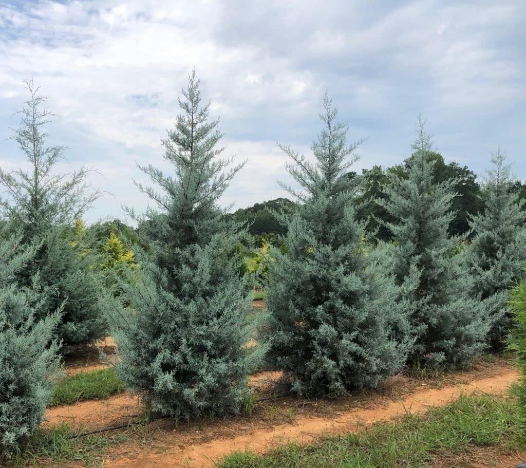 Arizona Blue Ice Cypress | 1 Gallon | Cupressus arizonica | Low Maintenance