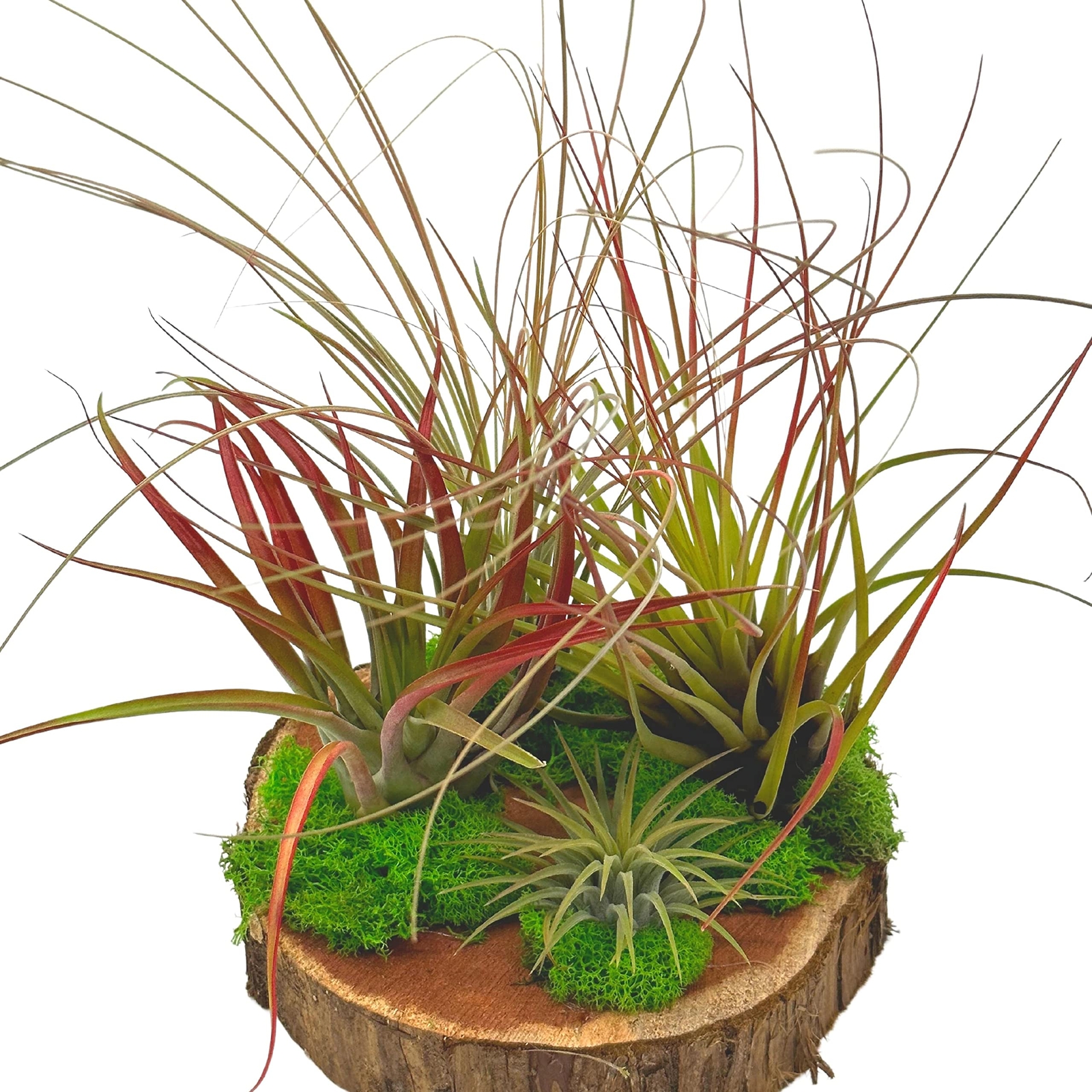 Tillandsia Garden, on Cedar Wood Base, Hand Crafted and Sculpted, Air Plant Gard