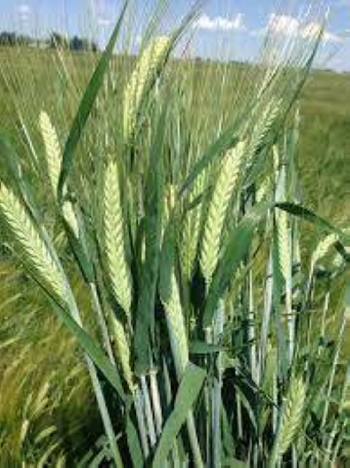 200 Seeds of Barley High Germination Rate, Heirloom Non-GMO Fresh Seeds