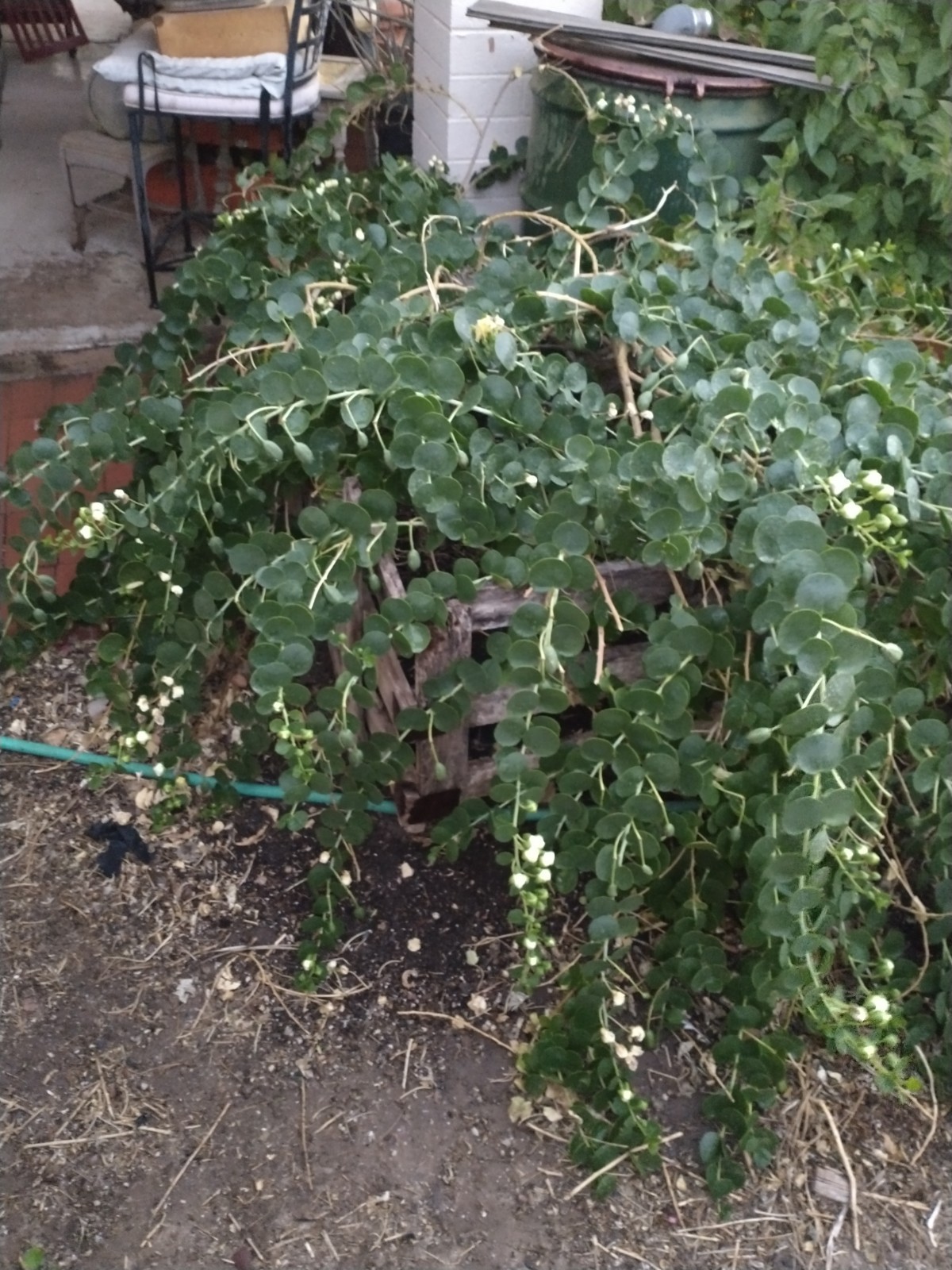 Capparis Spinosa Live Plant Caper Bush Fragrant Flowering 1 Gallon Pot Size