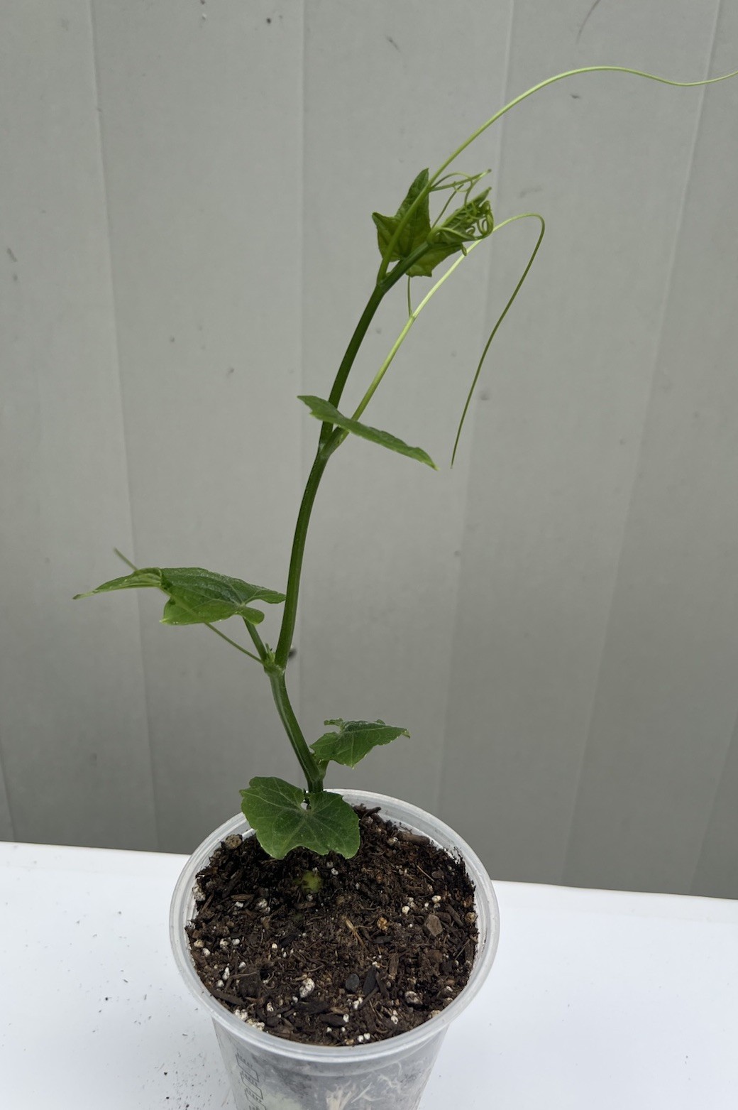 1 Chayote Plant Vegetable Live Plant 10” With Pot Ready To Plant