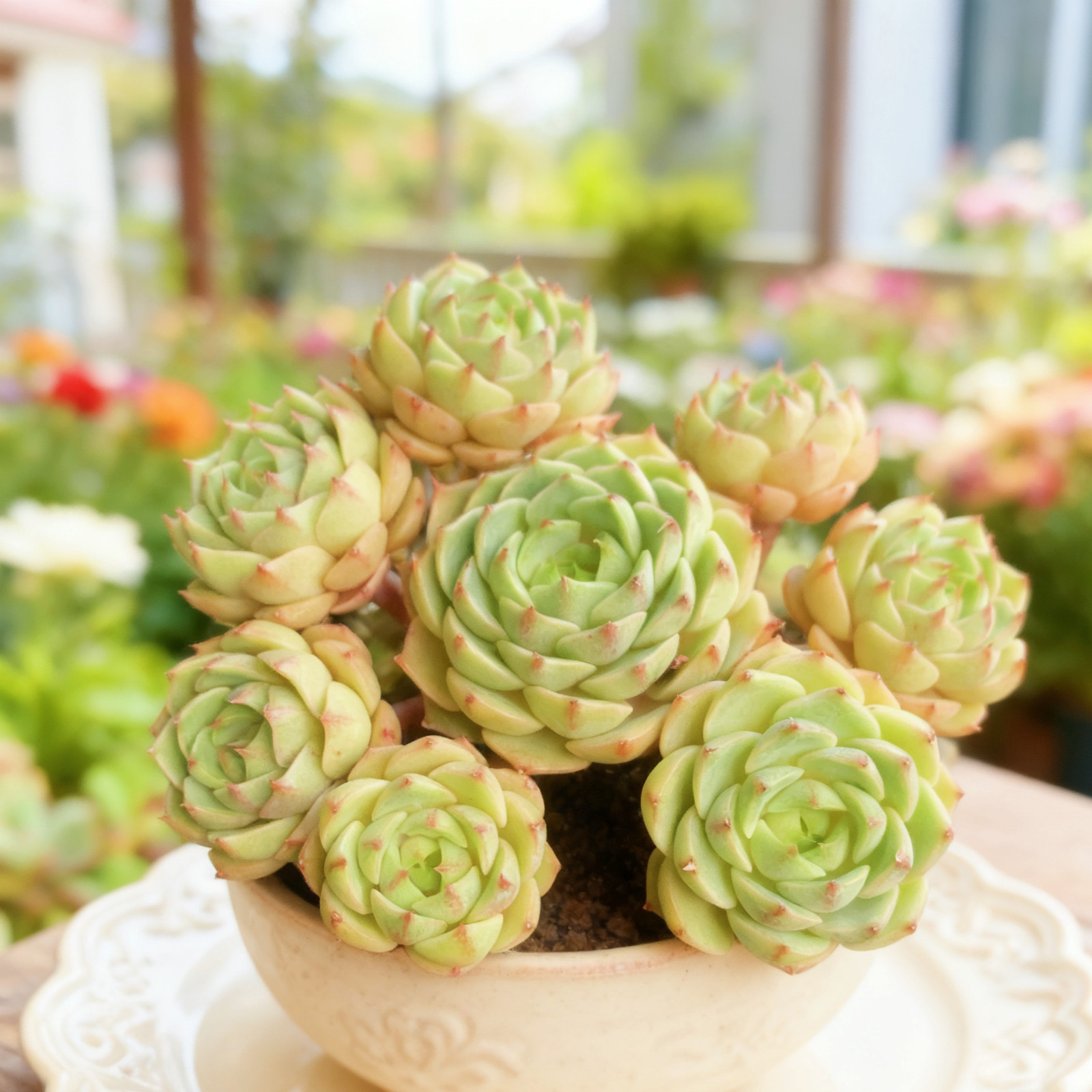 Echeveria Ben Badis Rare Succulent Plant, Bare Root Easy Care Live