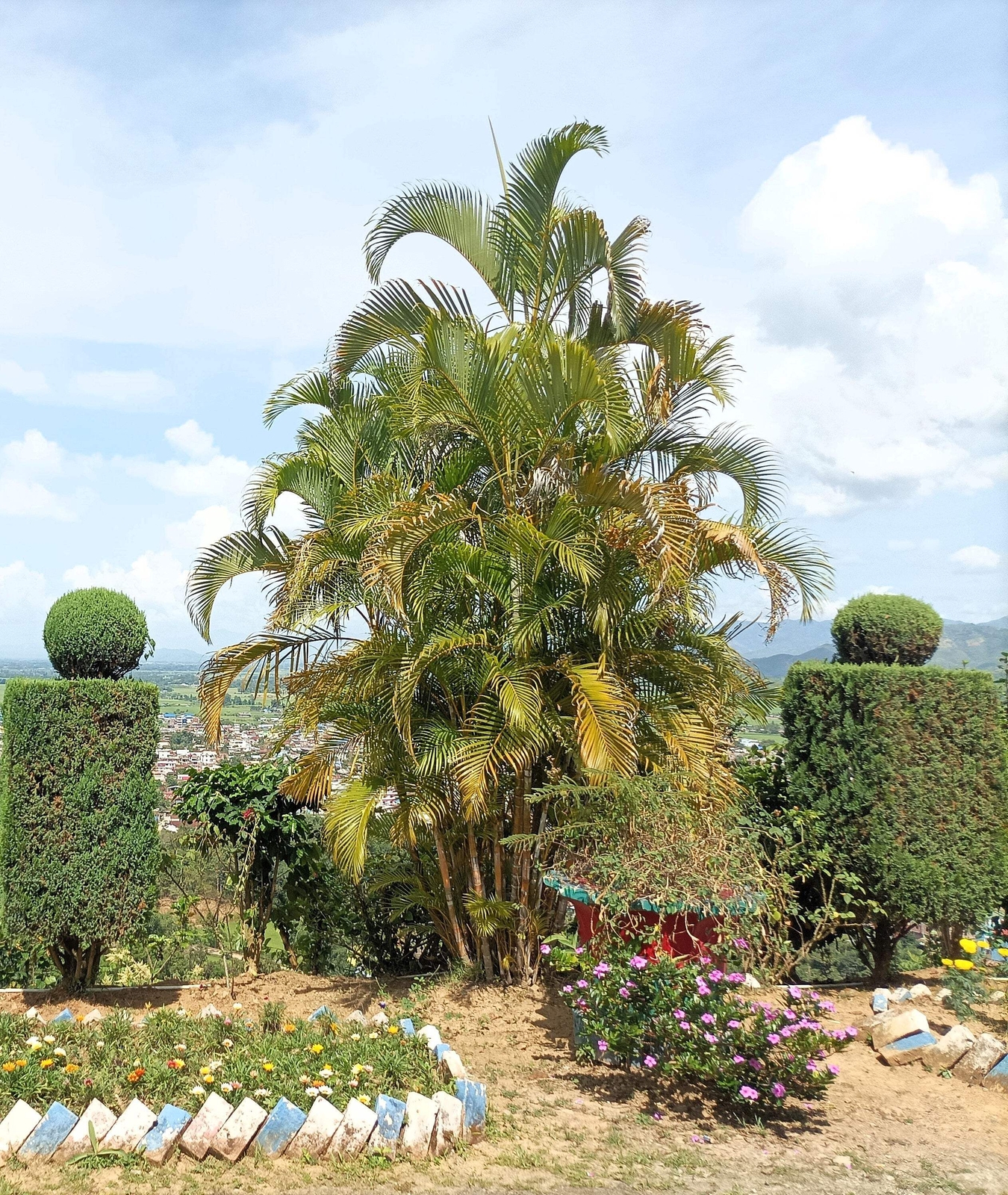 5 BAMBOO PALM Chamaedorea Seifrizii Parlor Palm Tree Sun Shade Houseplant Seeds