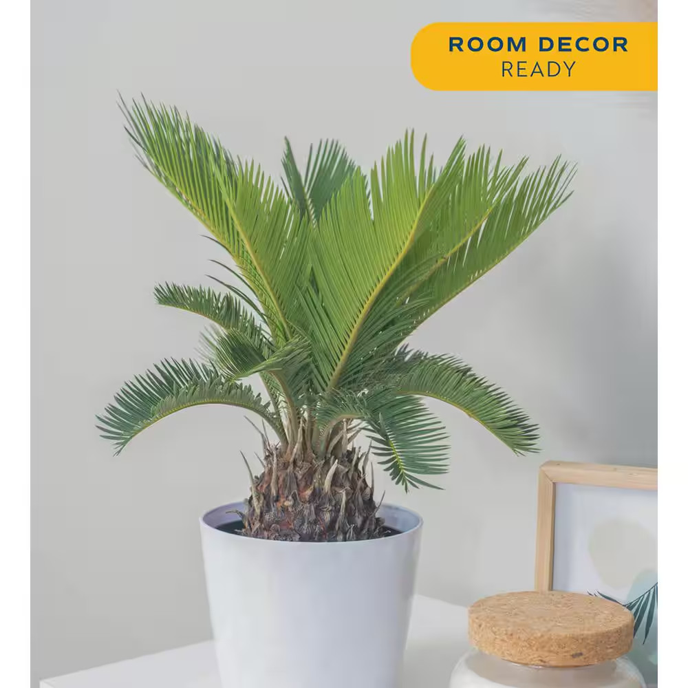 Sago Palm Indoor Plant in 6 In. White Decor Planter, Average Shipping Height 1-2