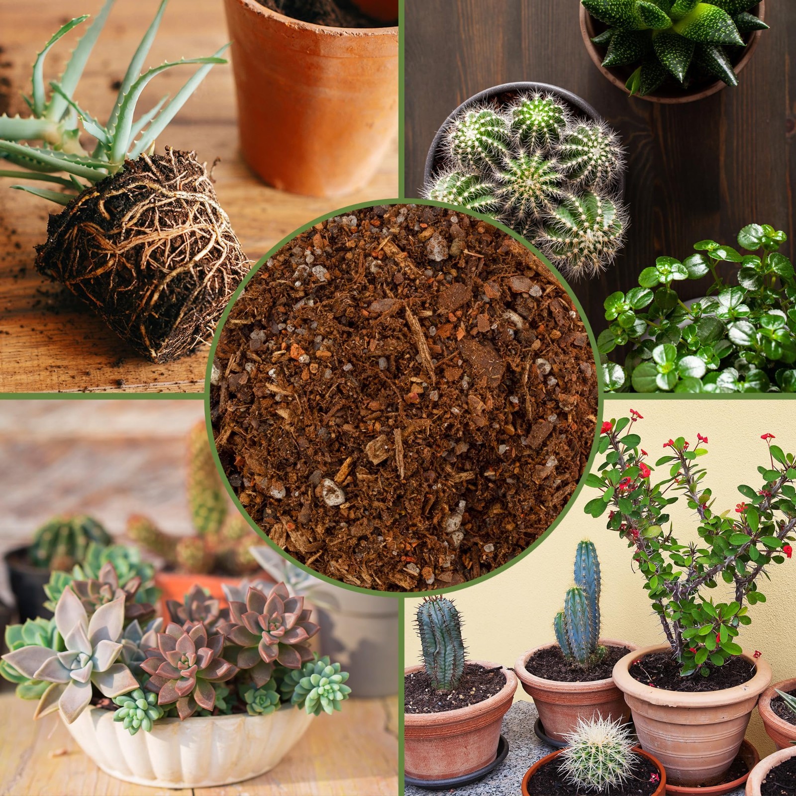 Cactus & Succulent Potting Mix 8 Quarts – Fast Draining, Gritty Blend for Desert