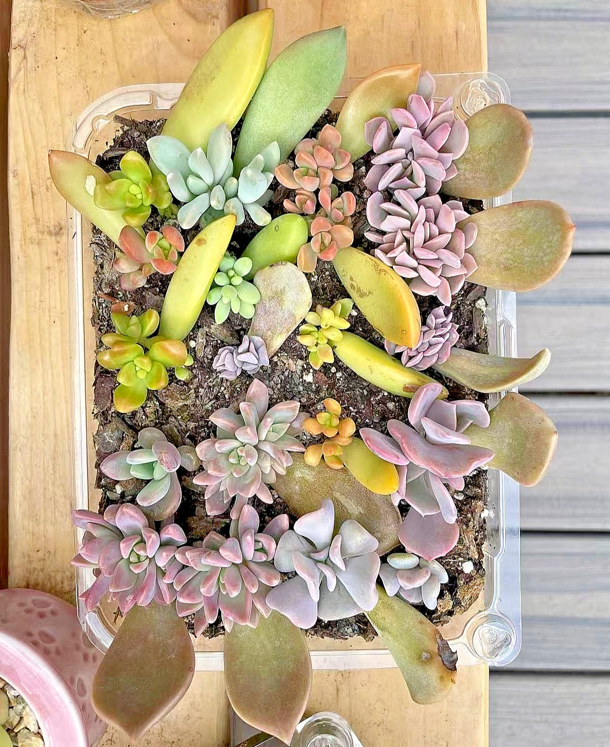 20 Succulent Plants Leaves for Propagation Assorted + Surprise Bonus Leaves Gift