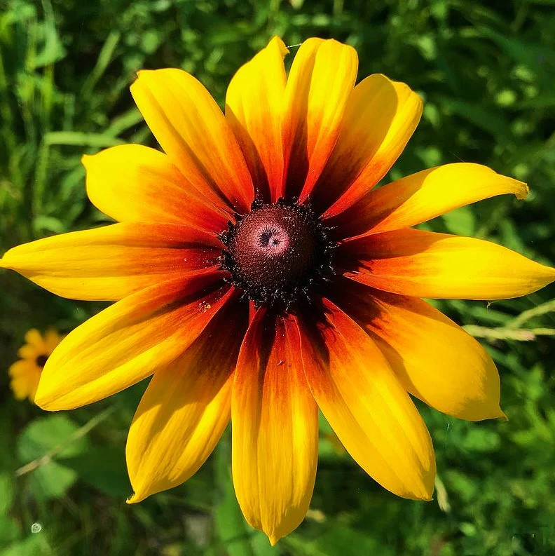 Gloriosa Daisy Seeds | Black Eyed Susan Yellow Perennial Wildflower Seed 2025