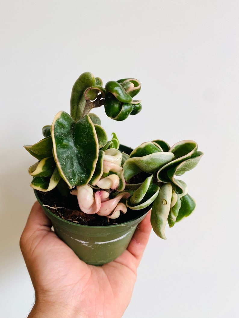 Variegated Hoya Compacta – Hindu Rope Wax Plant 4” Pot