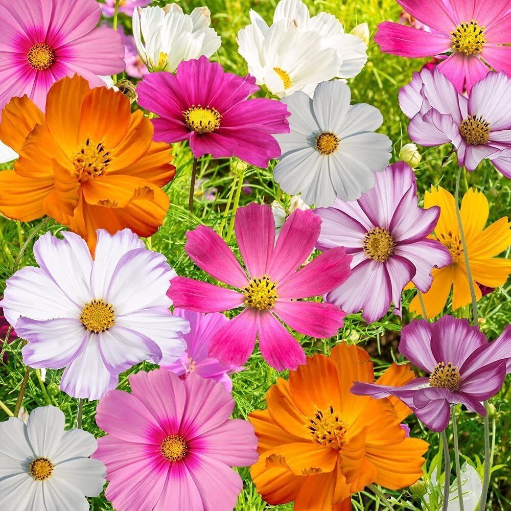 Bulk Seeds, Crazy Mix Cosmos (Cosmos bipinnatus) Non-GMO Seeds – Ships from Iowa