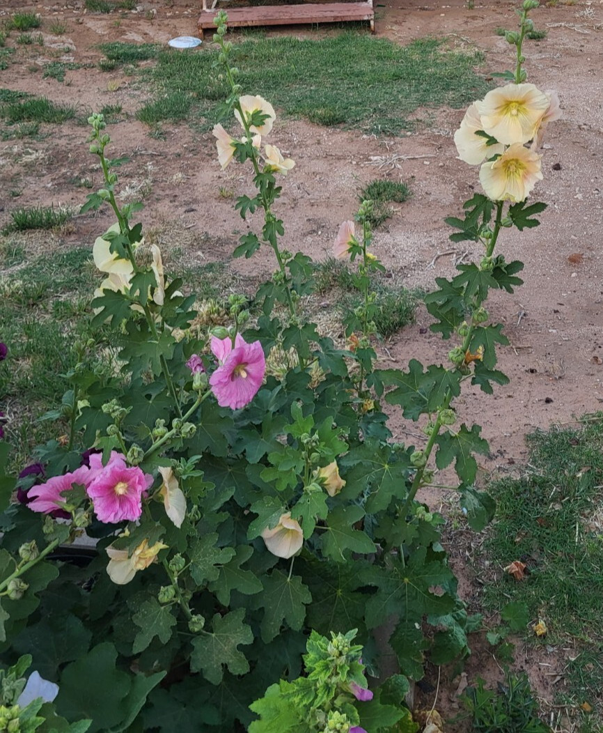 Hollyhock Single – 50 Seeds – Large Yellow Hardy Perennial Blooms