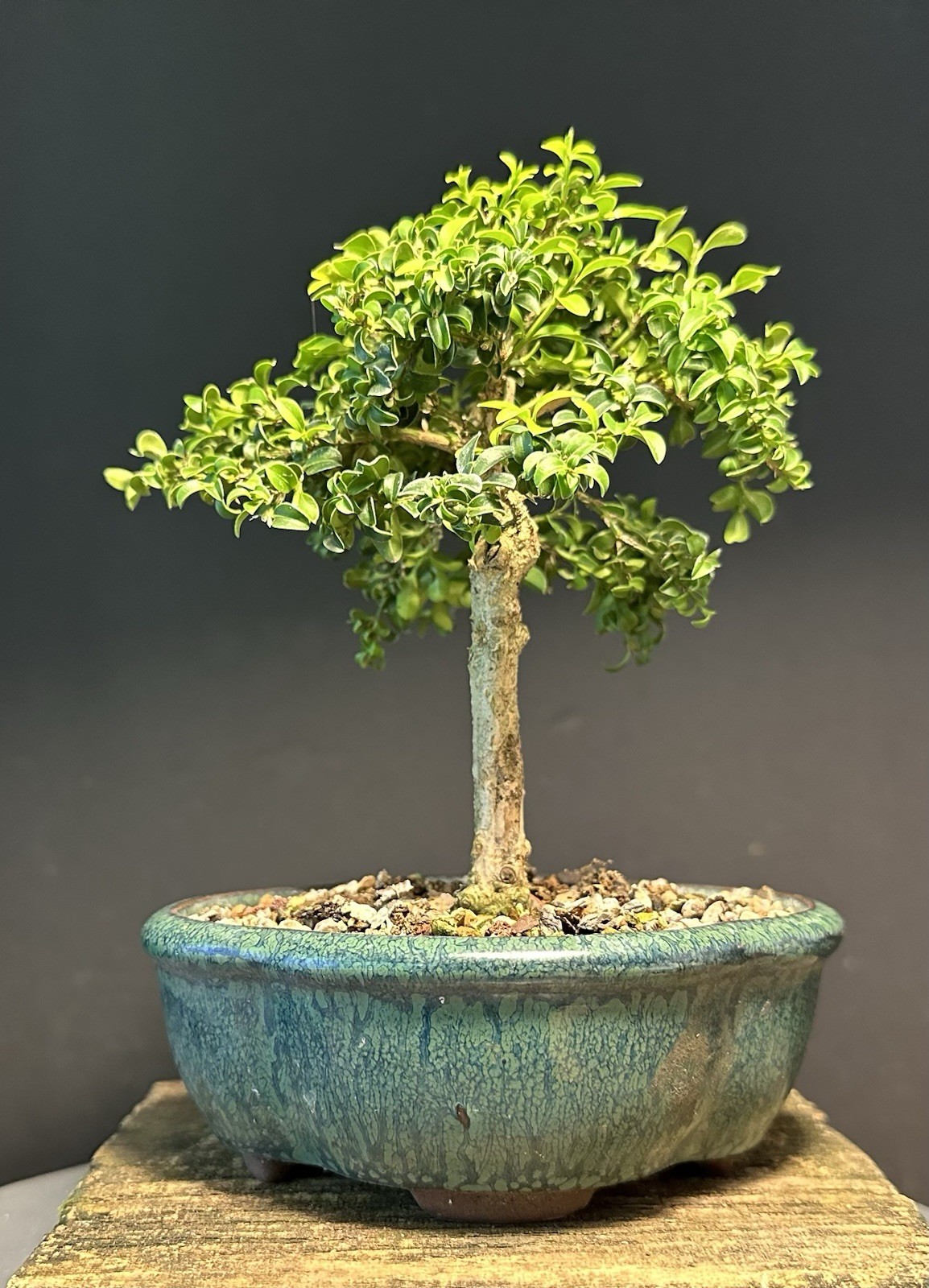 Bonsai Tree Mame Size Kingsville Boxwood 11 Years Old 8” Tall Chinese Pot