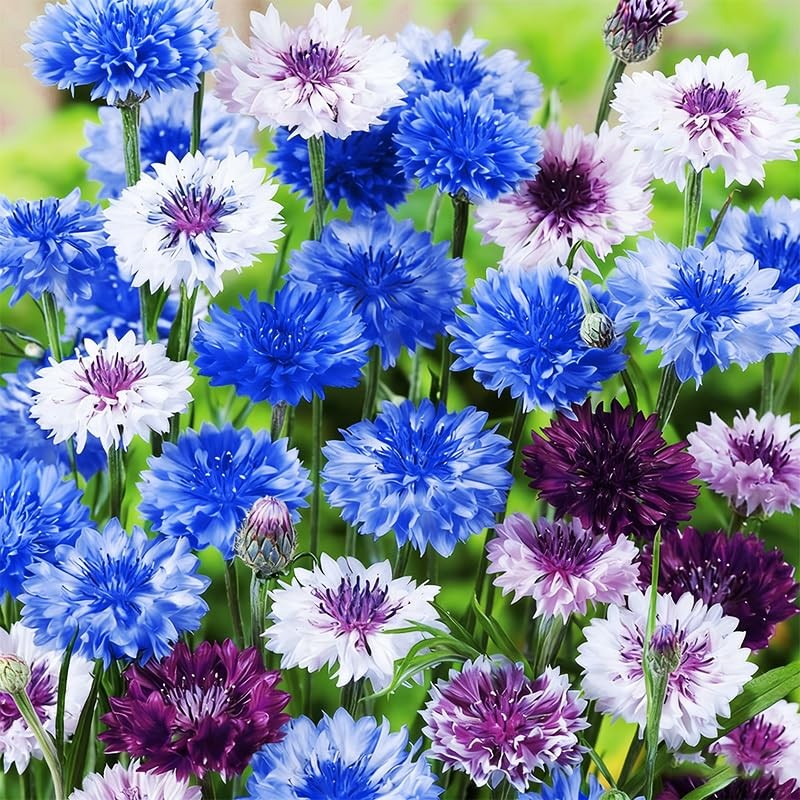 3200+ Mix Cornflower Seeds for Planting – Non-GMO Bachelor Button Flower…