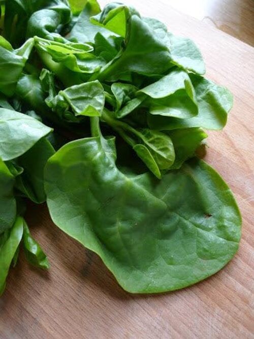 – Giant Malabar Spinach Seeds – – for 2026 Planting USA Garden Green 50+ Count