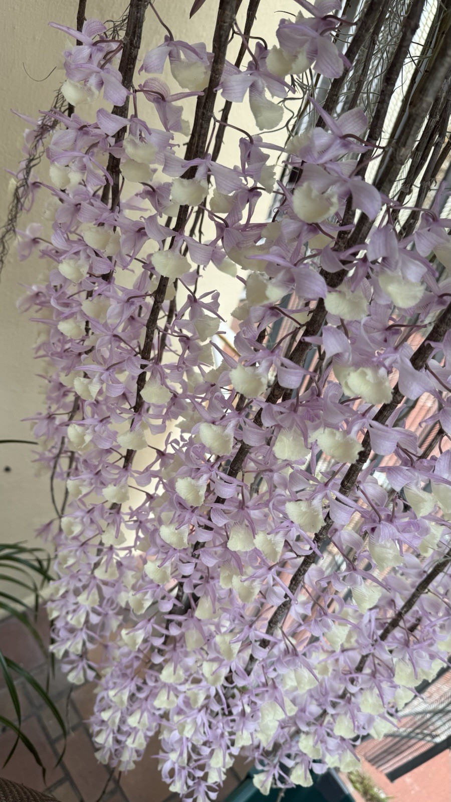 Loddigesii Dendrobium Orchid, Vietnam Variety/Version, 1 Division, No Bloom