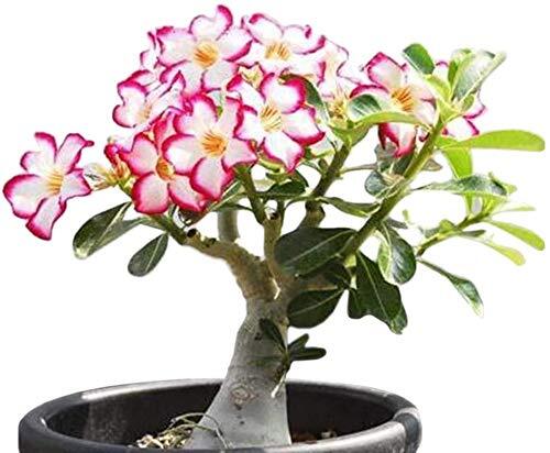 Mixed Color Desert Rose Seeds | 10 Seeds | Adenium Obesum | Seeds to Grow