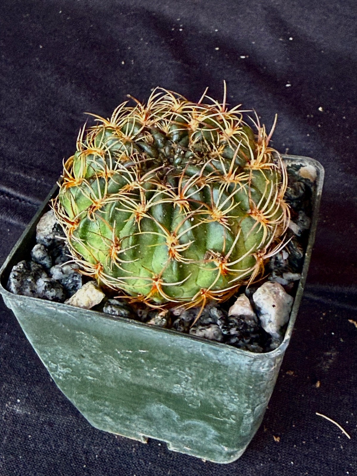 Lobivia draxleriana, cactus plant