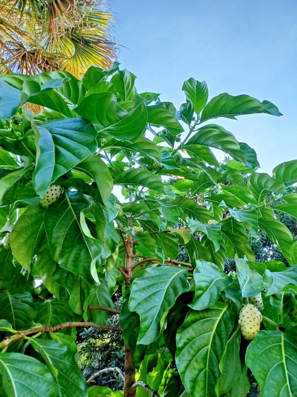 25 Noni Seeds, Morinda citrifolia (Gathered 2025)