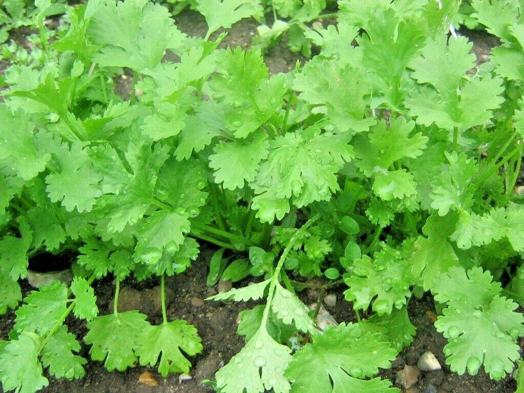 61+CILANTRO Seeds Coriander Salsa Tex Mex Kitchen Summer Garden Container Herb