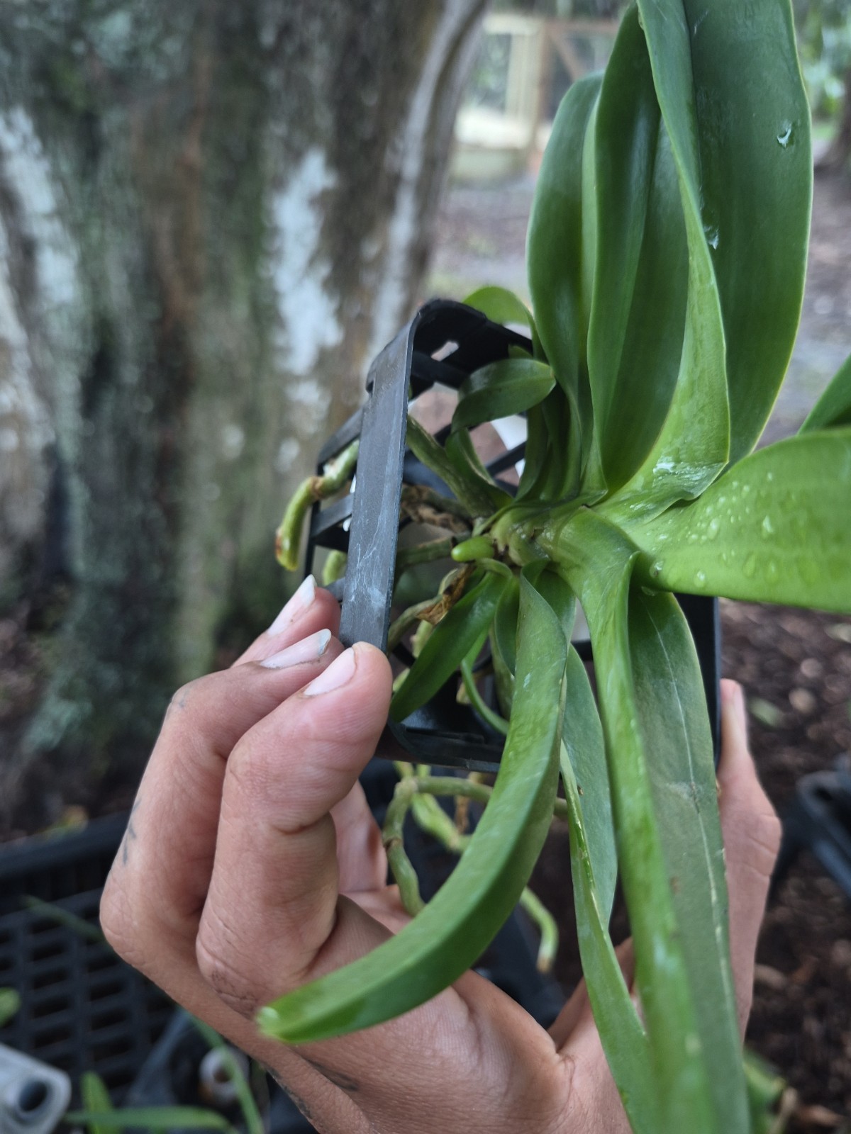 Vandachostylis Crownfox Magic Vanda Orchid Plant