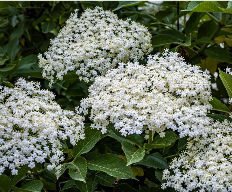 Elderberry Black Live Plant – Varieties – Flavored Fruit