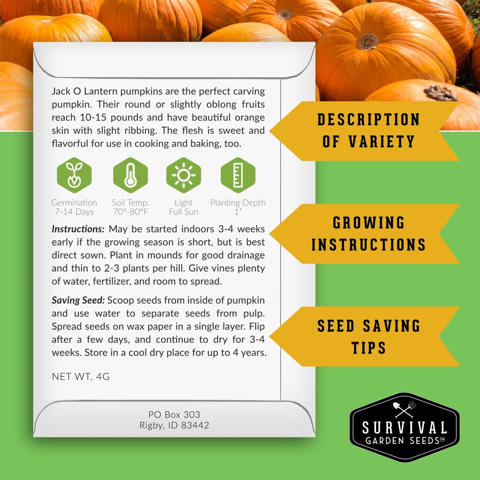 Jack O’ Lantern Pumpkin Seeds for Planting | Heirloom Carving Pumpkins Orange