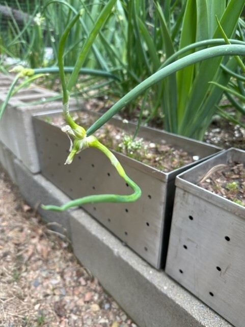 5 Egyptian Walking Onions, Tree Onion, top Onions. 5 roots to start