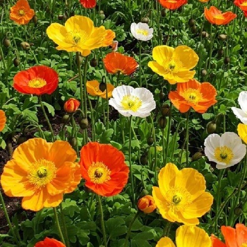 Bulk 10,000+ Heirloom Perennial Icelandic Poppy Seeds Mixed Colors, Organic