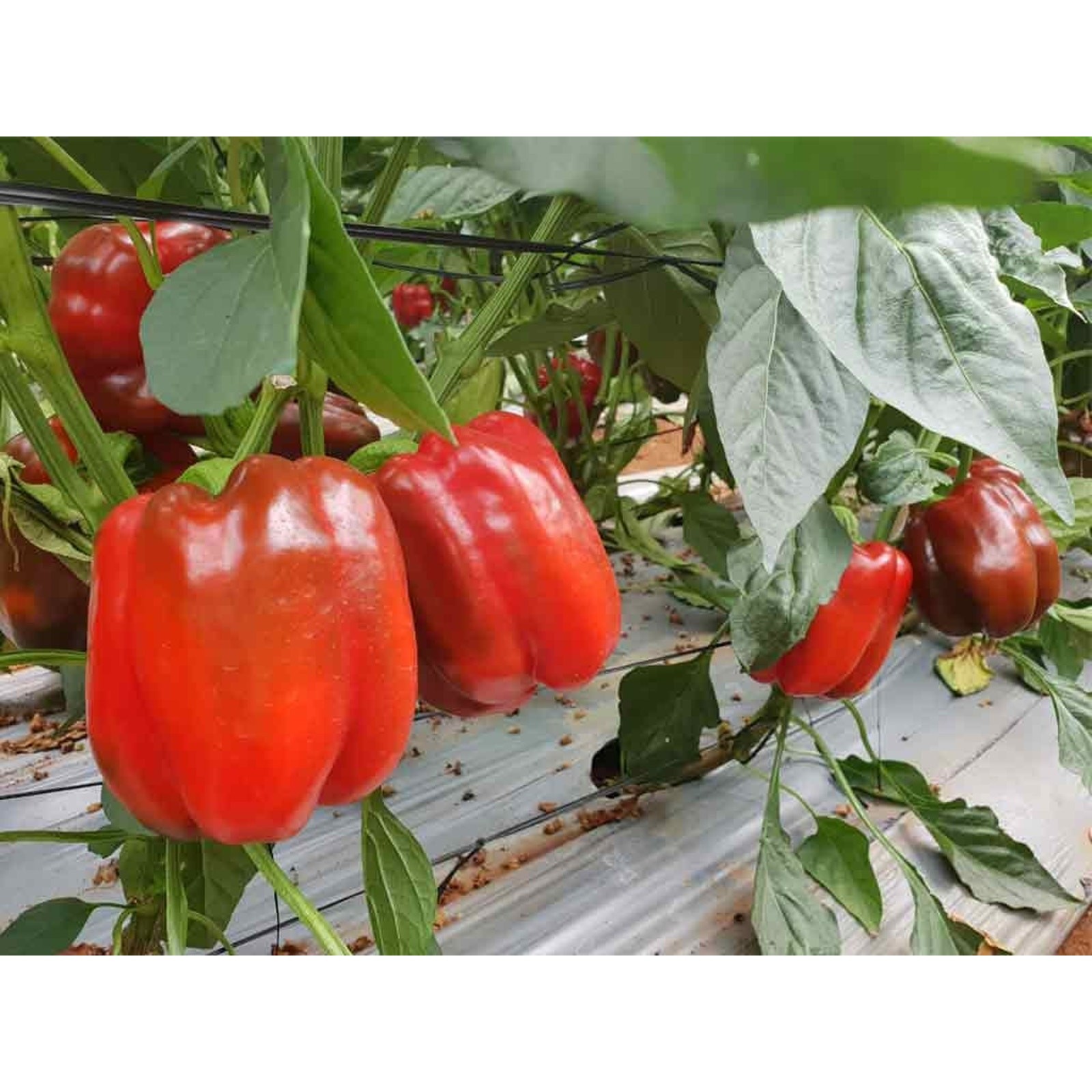 Big Sweet Red Bell Pepper Heirloom Seeds 100, Non GMO, New Crop Good for