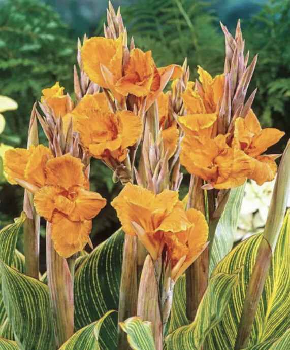 Canna PRETORIA BENGAL TIGER Lot Of (2) Rhizome Bulb Orange Flower Variegated