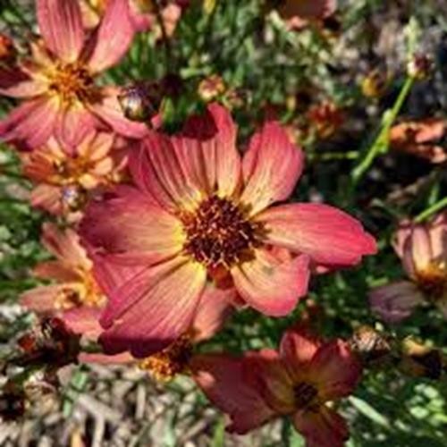 72 COREOPSIS FALL SENSATION SANDSTONE Live Vegetative Plants Plugs AV