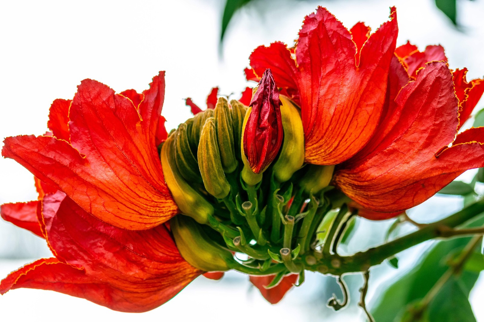 15 Red AFRICAN TULIP TREE Fire Tree Flame of Forest Spathodea Campanulata Seeds