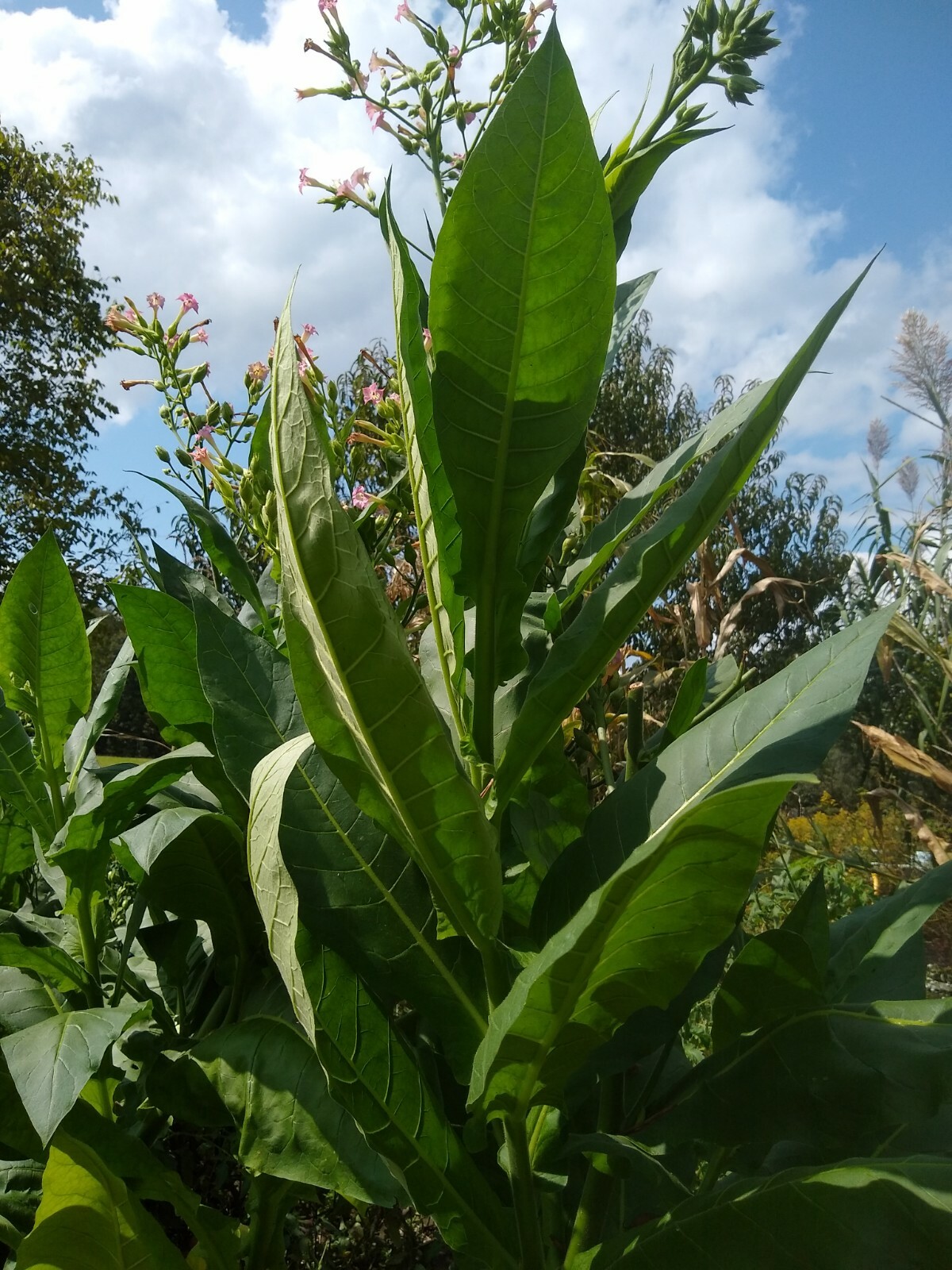 Tobacco Seed 1000 Harvest Gold (Nicotiana Tabacum) 2022 Free Shipping