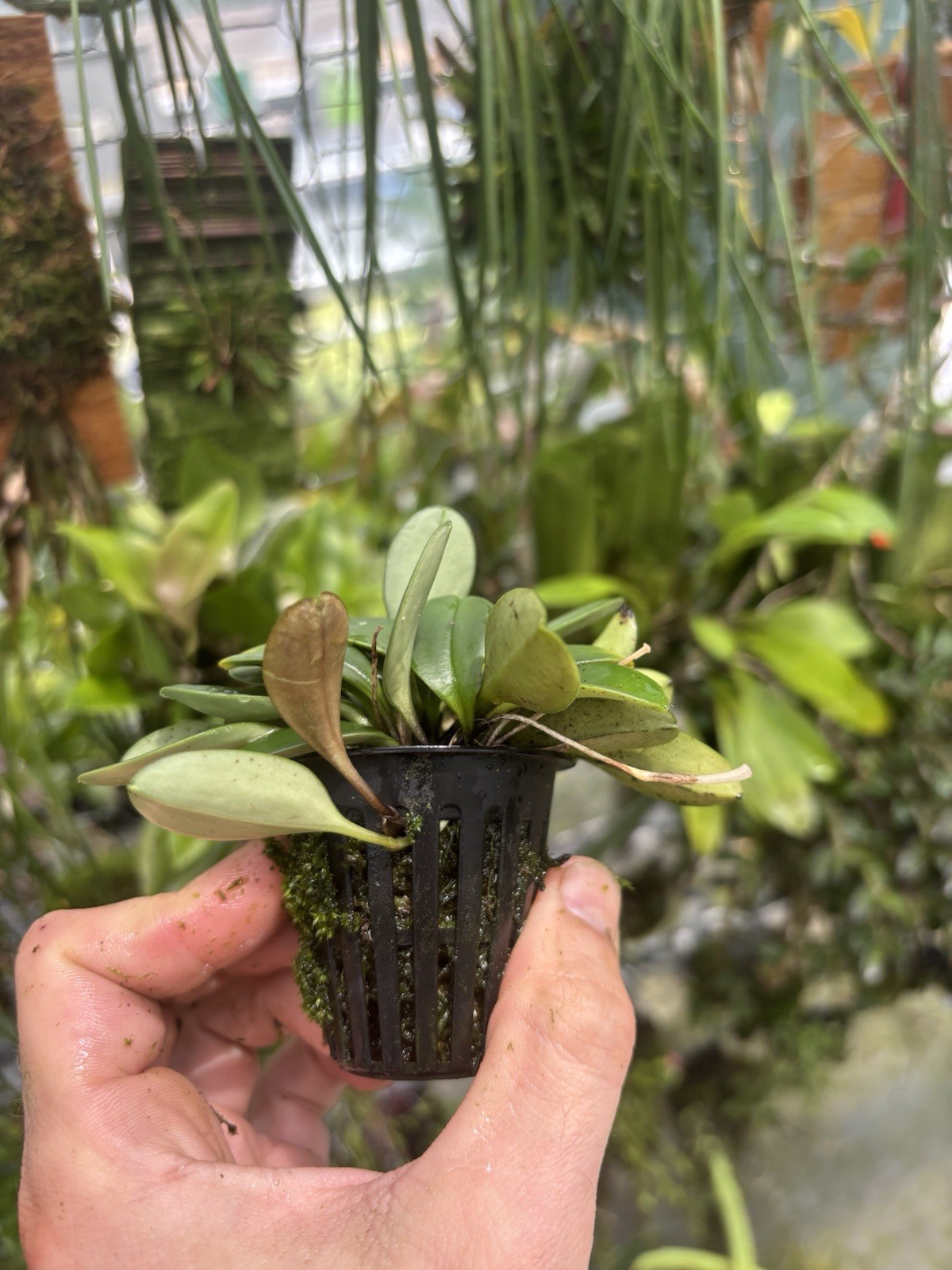 Masdevallia leonii Bloom Size Rare Miniature Orchid Species