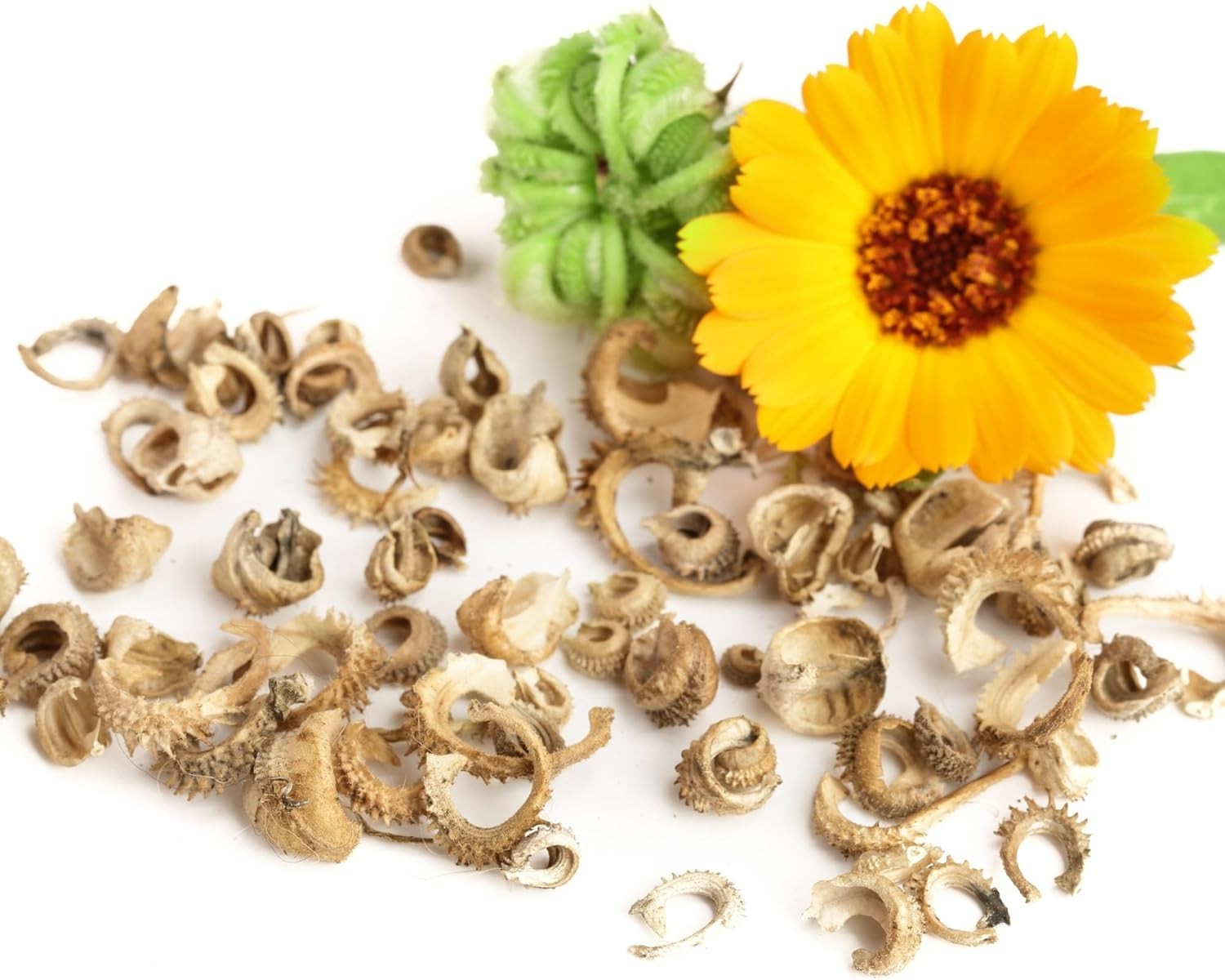 Calendula Seeds Pacific Beauty Mix | 5,000+ Seeds Calendula Officinalis Non-G…