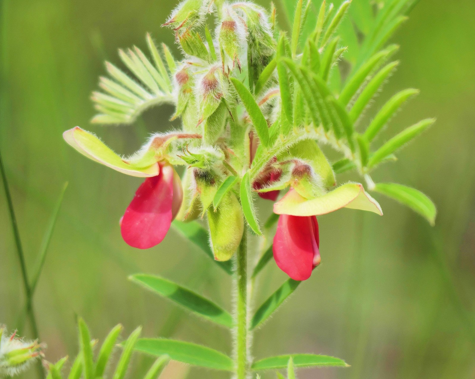 30 GOAT’S RUE Tephrosia Virginiana Cracca Flower Grass Legume Ground Cover Seeds