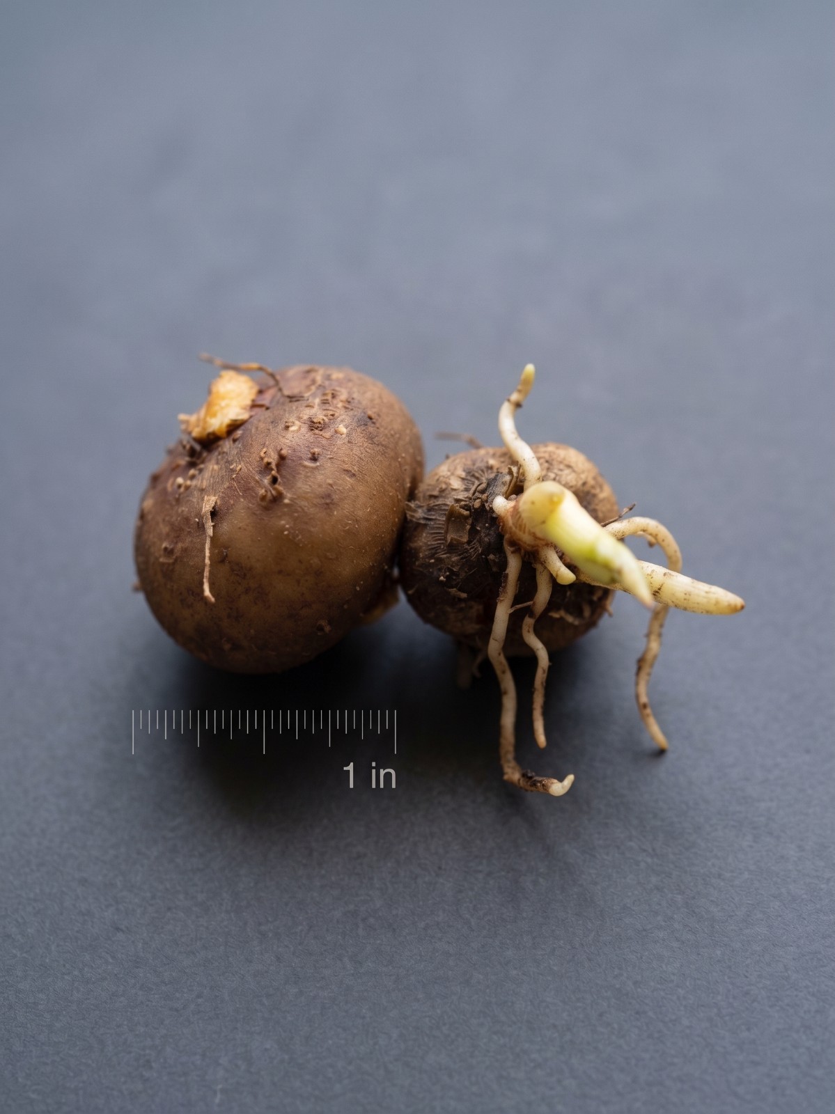 [BULB ONLY] Amorphophallus Blumei – DORMANT Konjac Caudex Bulb for Collectors