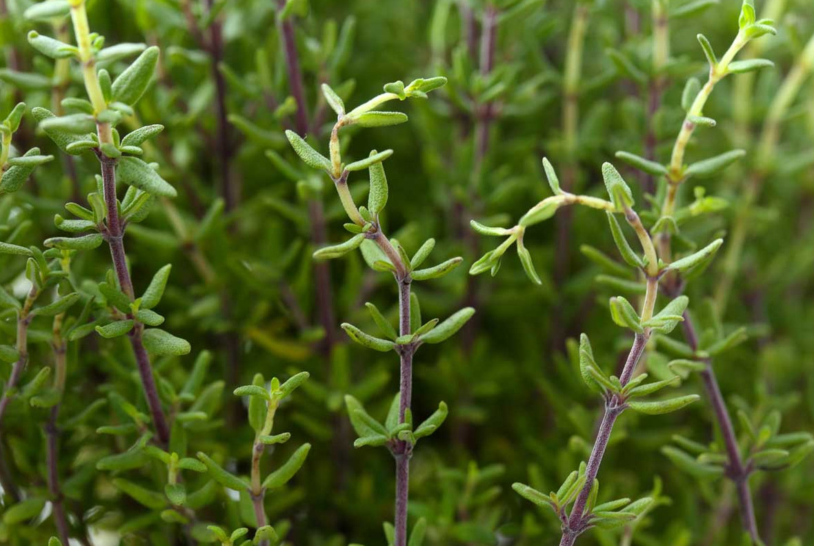 2 Live English Thyme Plants – 3–6″ Tall – Aromatic Culinary Herb – Ships No Pot