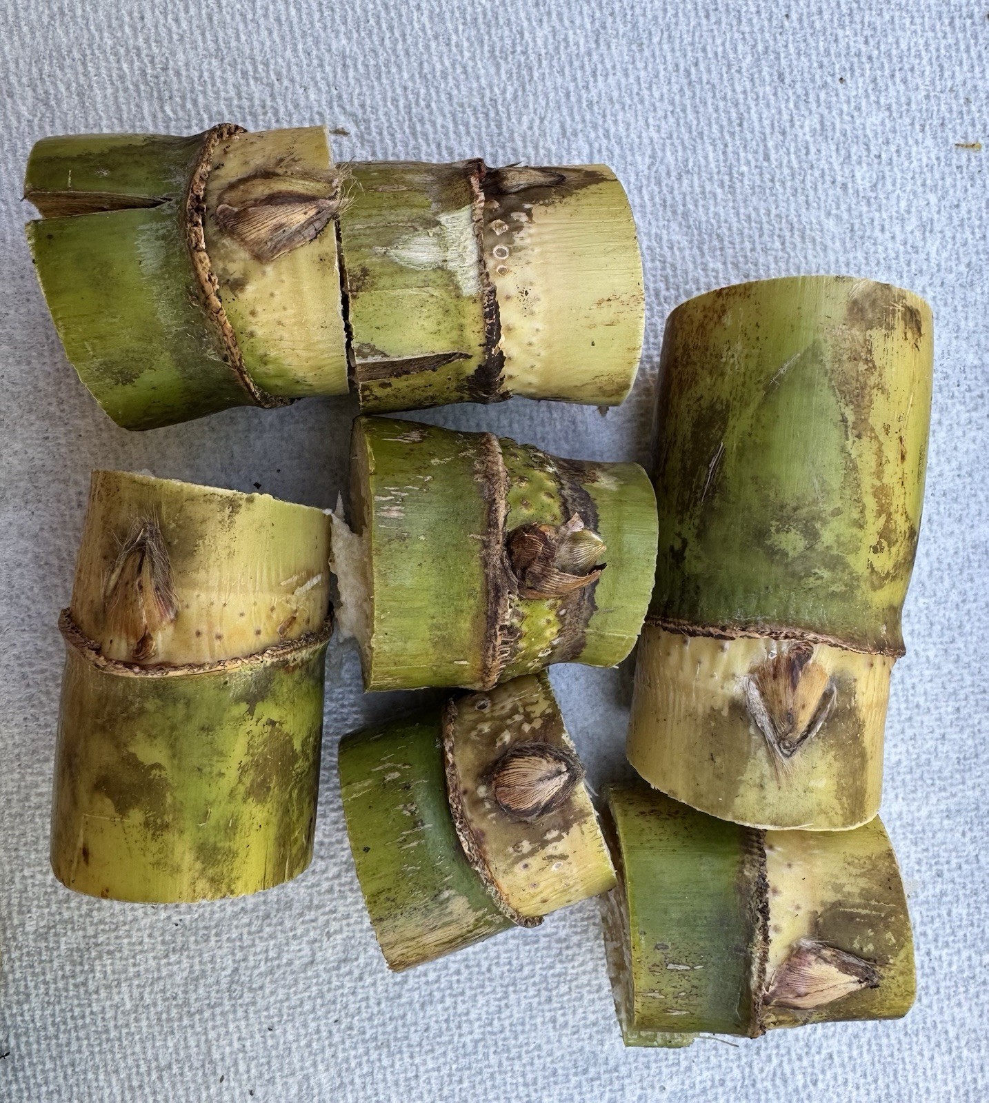 LIVE SUGARCANE CUTTING READY TO PLANT SWEET JUICY FRESH, SELECT FROM DROPDOWN