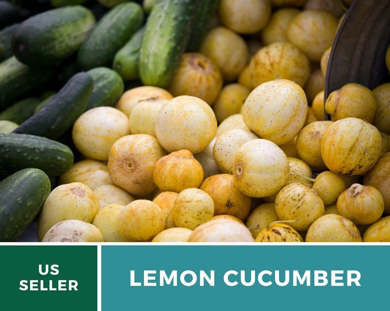 Cucumber, Lemon – 30 Seeds – Heirloom – GMO Free (Cucumis sativus)